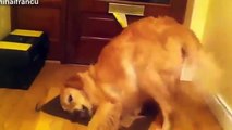 BEST FUNNY ANIMALS TRY NOT TO LAUGH Dog eats lemon ^^