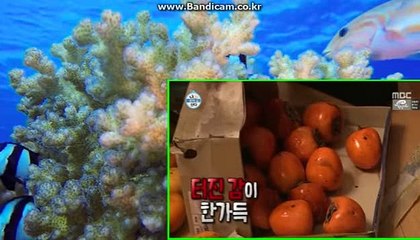 자동마감토토솔루션/토토솔루션 제작 전문개발업체입니다. 카톡:haricuty,스카이프:cuty hary