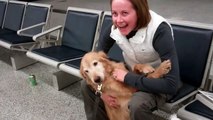 Dog (Molly) Sees Mom, Just Home From Afghanistan