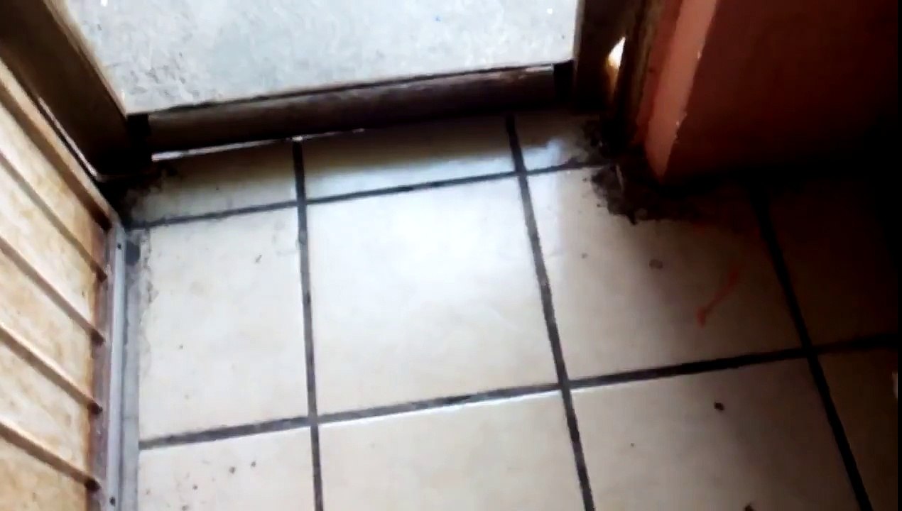 Conejo escondido