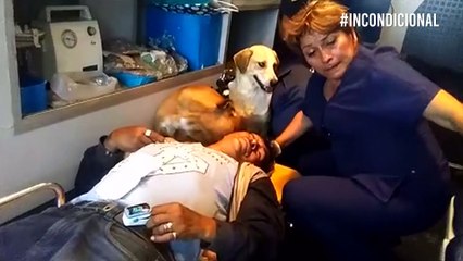 ¡En las buenas y malas! Estos perros nunca dejaron solo a su dueño