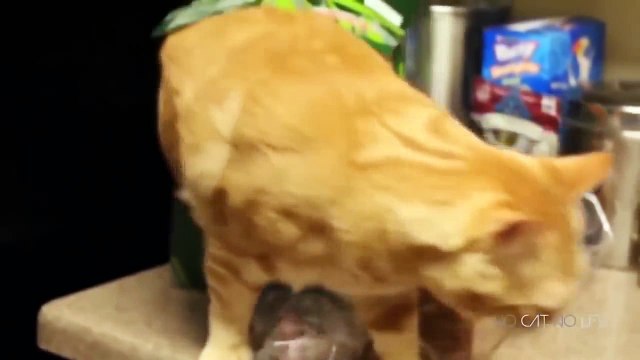 LES CHATS COMIQUES HA HA HA