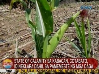 UB: State of calamity sa Kabacan, Cotabato, idineklara dahil sa pamemeste ng mga daga
