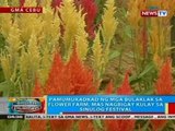 BP: Pamumukadkad ng mga bulaklak sa flower farm, mas nagbigay kulay sa Sinulog Festival