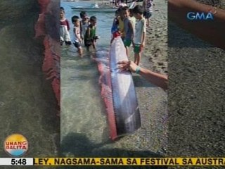 UB: Patay na Oarfish, natagpuan sa baybayin ng Libon, Albay