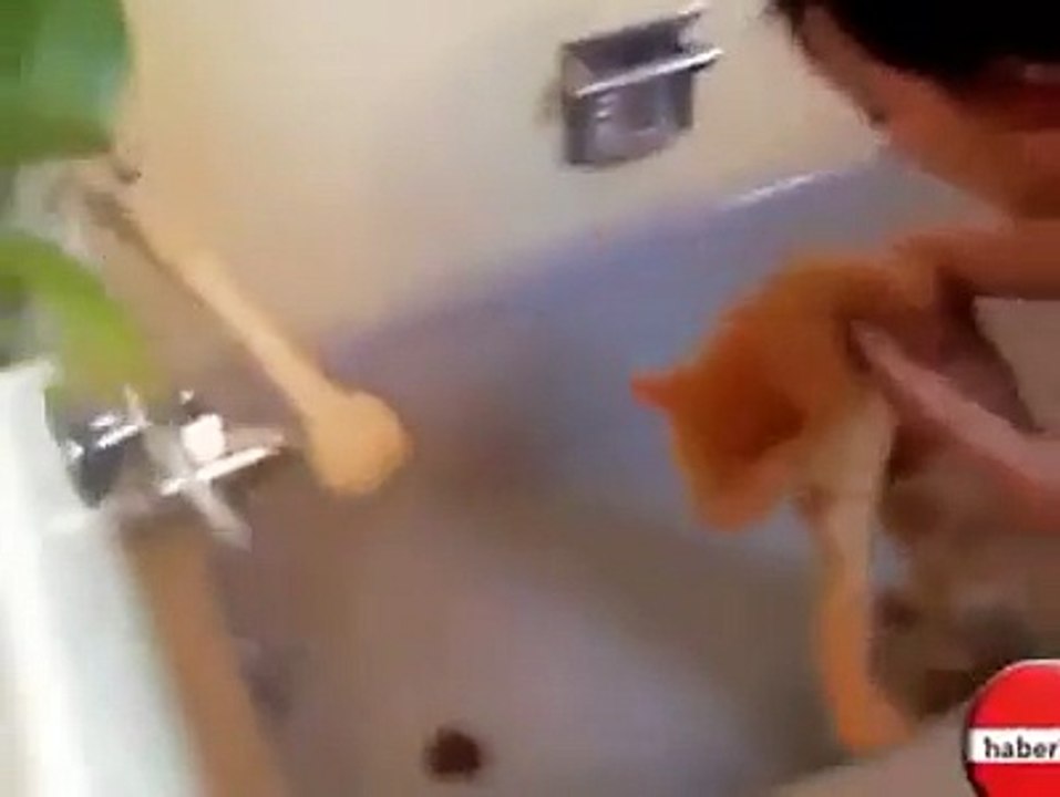 Suyu Görünce Davut Diye Bağıran Kedi (İbret İçerir!)