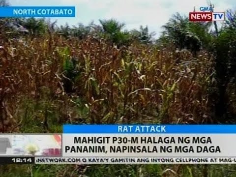 BT: Mahigit P30-M halaga ng mga pananim, napinsala ng mga daga