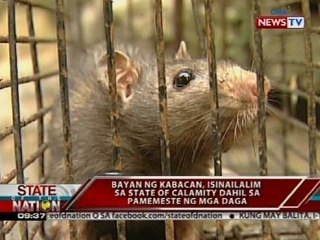Kabacan, North Cotabato, isinailalim sa state of calamity dahil sa pamemeste ng mga daga