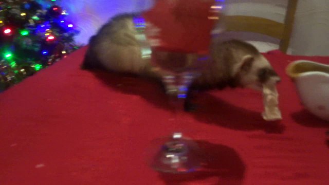 Lola Eating All The Chicken And Gravy At The Christmas Dinner