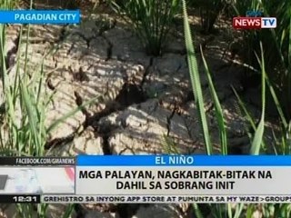 BT: Mga palayan, nagkabitak-bitak na dahil sa sobrang init