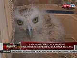 5 kahong naglalaman ng endangered species, nasabat sa NAIA