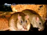 Brown rat is most unexpected foreign animal species in the Phils. | AHA!