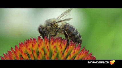 Is Genesis History Fathom Trailer