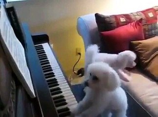 CACHORRO PIANISTA