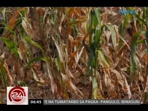24 Oras: State of calamity, idineklara sa Maguindanao at Kidapawan city dahil sa epekto ng el niño