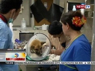 BT: Operasyon para ayusin ang panga ni Pacquiao the dog, tagumpay