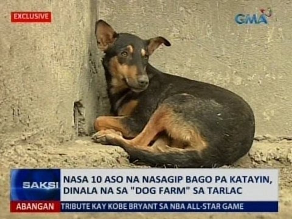 SAKSI: Exclusive: Nasa 10 aso na nasagip bago pa katayin, dinala na sa "Dog Farm" sa Tarlac