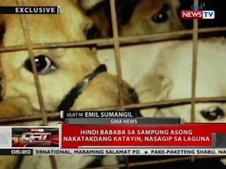 QRT: Hindi bababa sa sampung asong nakatakdang katayin, nasagip sa Laguna