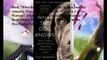 Download What the Dog Knows: Scent, Science, and the Amazing Ways Dogs Perceive the World ebook PDF