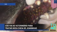 Cão vai ao veterinário para tratar boca cheia de joaninhas.
