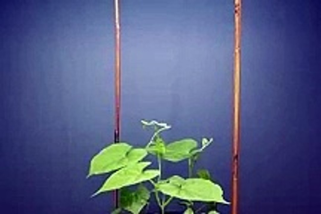Twining motion of vines