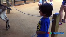 ANIMALS POOPING AT THE ZOO Kid at the ZOO Funny Family Fun Trip to P2