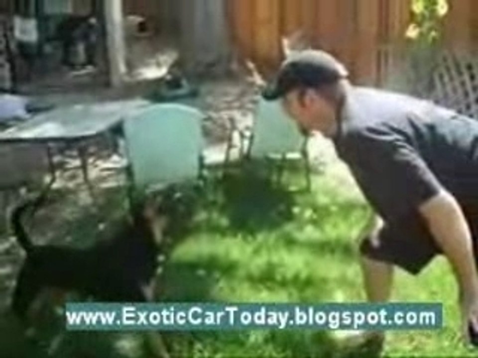 Angry Dog