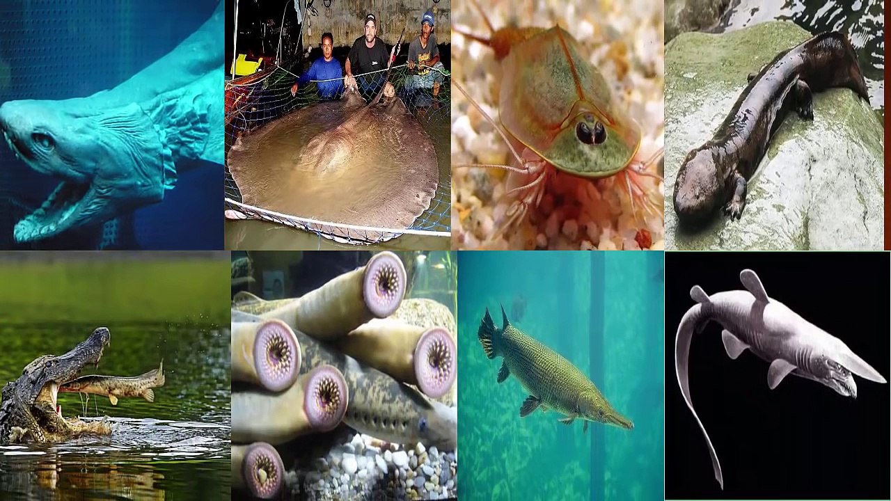 Những Động Vật Thời Tiền Sử Vẫn Tồn Tại Đến Ngày Nay