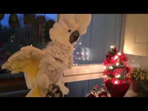 Curious Cockatoo Investigates Kitchen Counter