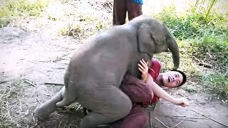 Lap Elephants (NEW) (HD) [Funny Pets]
