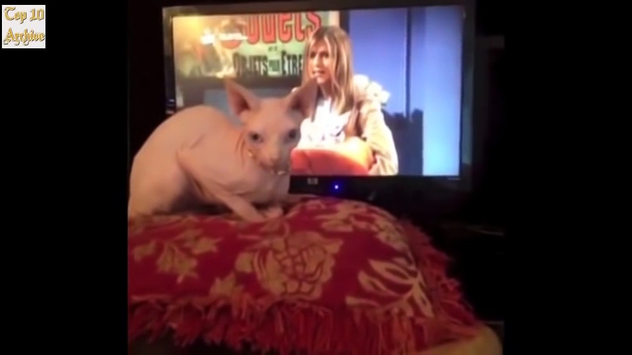 Funny Animal Fails Compilation 2017 ★ Pranks Videos ★ TRY NOT TO LAUGH or GRIN