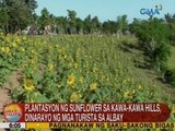 UB: Plantasyon ng Sunflower sa Kawa-Kawa Hills, dinarayo ng mga turista sa Albay
