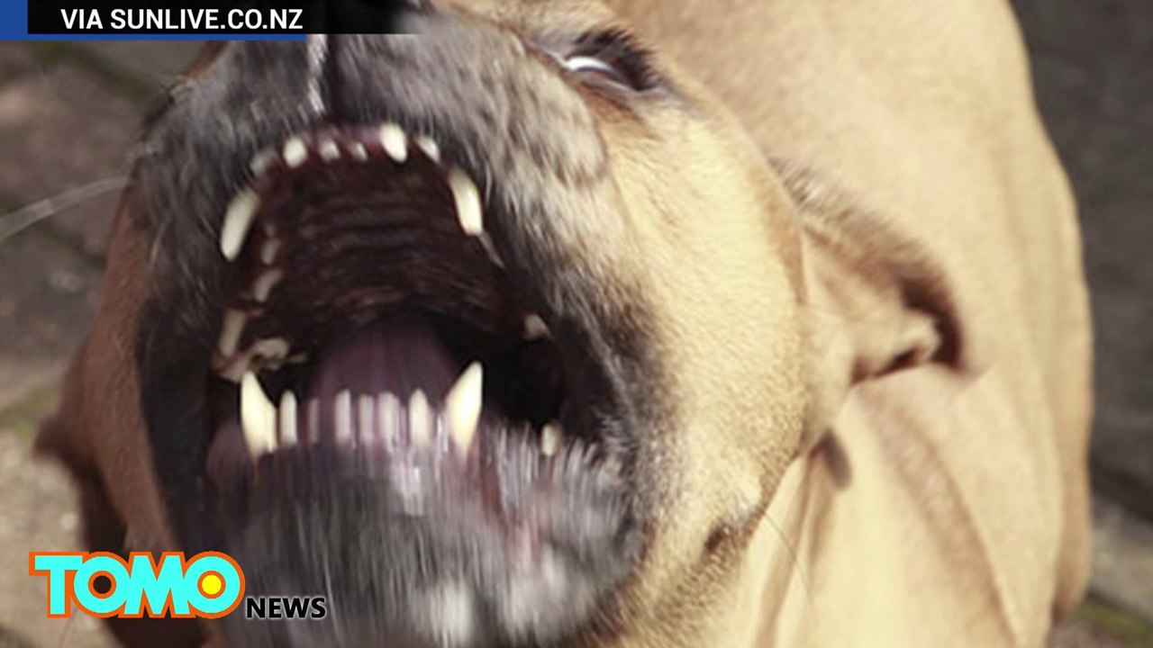 Pitbull attack: Pet owner slits throat  of pit bull that mauled his poodle to death - TomoNews