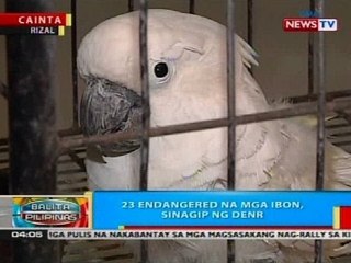 BP: 23 endangered na mga ibon, sinagip ng DENR