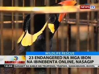 BT: 23 endangered na mga ibon na ibinebenta online, nasagip