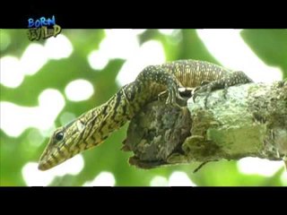 Bagong species ng butiki sa Vietnam, kayang mag-camouflage | Born to be Wild