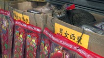 Hong Kong's feline friends offer insight into city's past