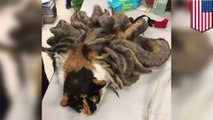 Rasta cat: abandoned cat’s matted fur grows into outrageous 2-pound dreadlocks - TomoNews