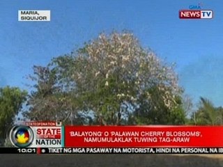 SONA: 'Balayong' o 'Palawan Cherry Blossoms', namumulaklak tuwing tag-araw