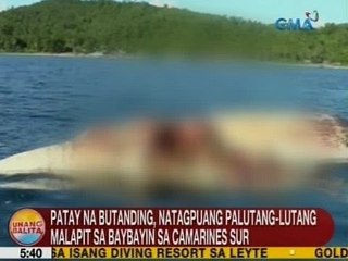 UB: Patay na Butanding, natagpuang palutang-lutang malapit sa baybayin sa CamSur