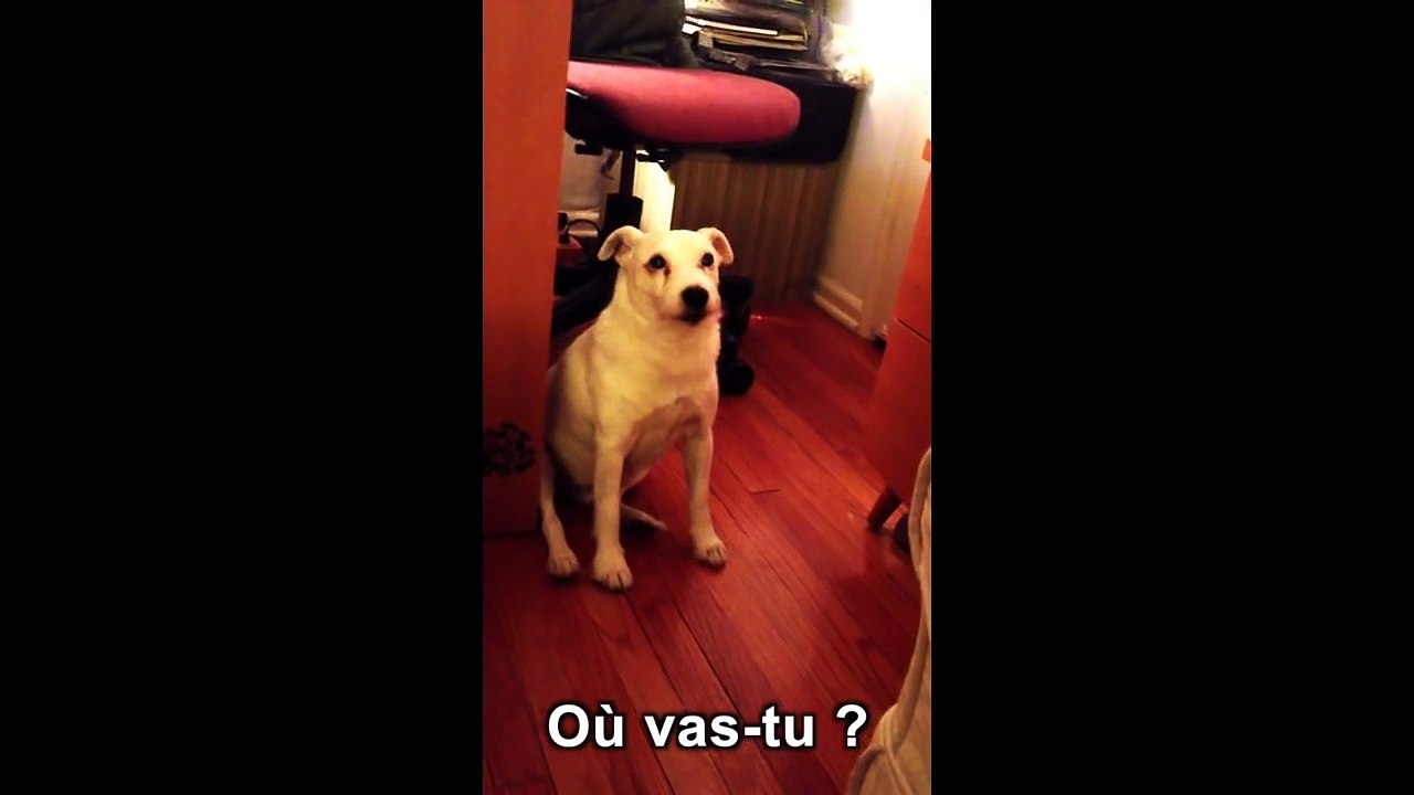 Un chien coupable essaie de s'éclipser-er8Ltk-5uLI