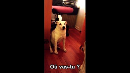 Un chien coupable essaie de s'éclipser-er8Ltk-5uLI