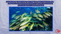 60 Seconds of Ocean FACTS-VPLfWel-XkY