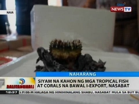 BT: Siyam na kahon ng mga tropical fish at corals na bawal i-export, nasabat