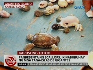 24 Oras: Pagbebenta ng scallops, ikinabubuhay ng mga taga-Islas de Gigantes