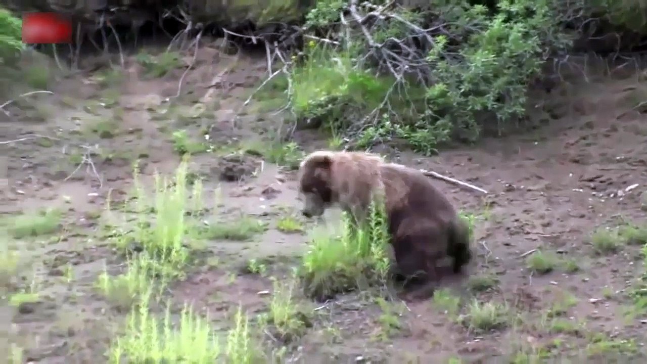 The power of the Eagles Eagles VS attacks dog, bear, hare, deer, goat, fox and humans