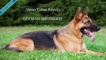 ROTTWEİLER vs GERMAN SHEPHERD About Facts ►► Rottweiler vs Alman Çoban Köpeği Hakkında ► Alman Kurdu