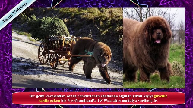 AYI GİBİ KÖPEKLER !!! ►► Aklınıza Kangal, Dogo Arjantin, Bully Kutta gelmesin ! ►► Güçlü Köpekler...