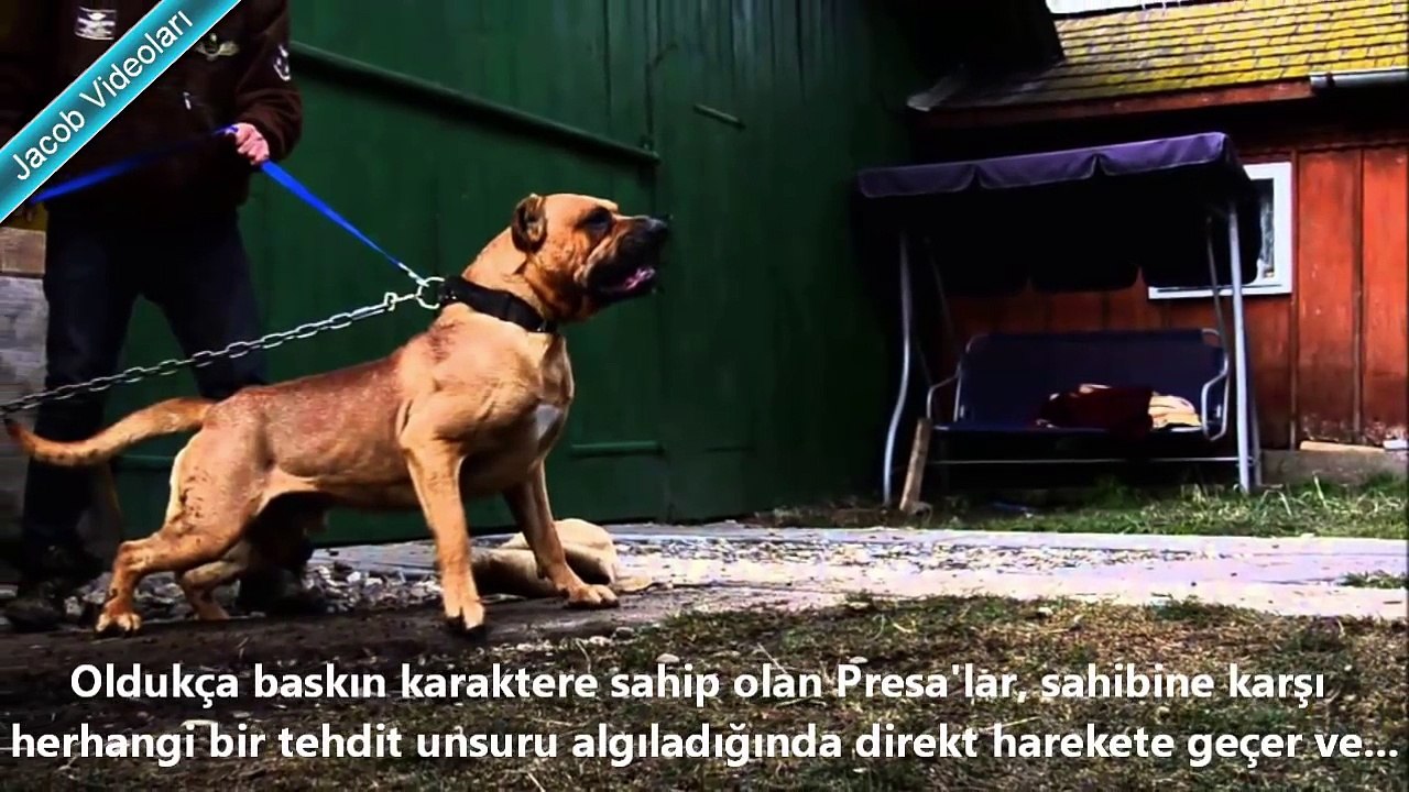 Dogo Argentino vs Presa Canario About Facts ►► Dogo Arjantin vs Presa Canario Hakkında ► Güçlü Köpek