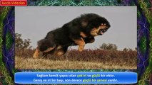 TİBET MASTİFİ vs ASLAN Hakkında !! ► Güçlü Köpekler ► Tibetan Mastiff vs Lion About ► Strongest Dogs